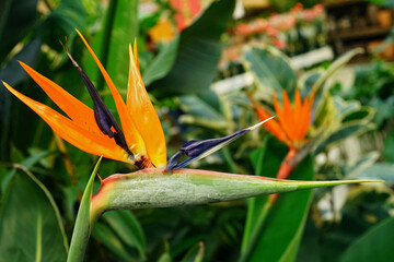 Vibrant Bird of Paradise Flower Close-Up