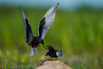 White-winged Tern Feeding Chick in Flight Above the Biebrza River
