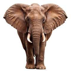 elephant, animal, trunk, safari, wildlife, mammal, wild, big, nature, ivory, tusks, tusk, pachyderm, ears, isolated, large, huge, african elephant, elephants, baby, zoo, grass, addo, kenya, dangerous