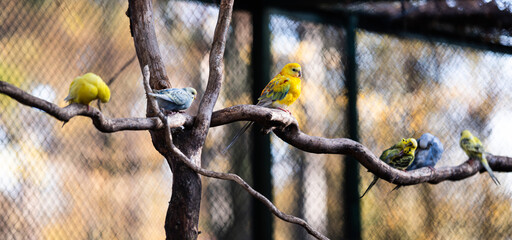 Flock Of Colorful Budgerigars Sits On A Branch, Cleaning Feathers