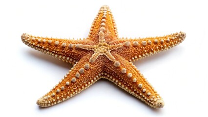 Starfish isolated on a white background
