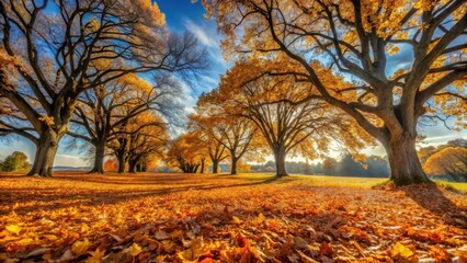 A carpet of fallen amber-colored leaves beneath ancient oak trees stands against the backdrop of clear blue sky with few wispy clouds scattered across it , sky, forest