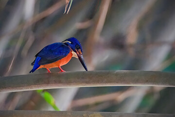 photo of the blue-eared kingfisher