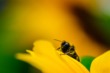 bumblebee on a yellow sunflower