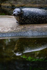 seal lying on a rock by the water