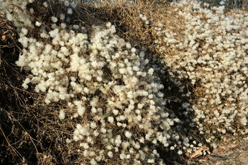 Cotton-like tufts blanket the autumn landscape under warm sunlight
