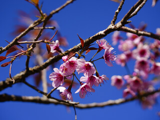 asia, blossom, plant, season, travel, tree, cover, horizontal, photography, tranquility, color image, full, hill, springtime, wallpaper, background, beautiful, bloom, chiang mai, forest, fresh, garden