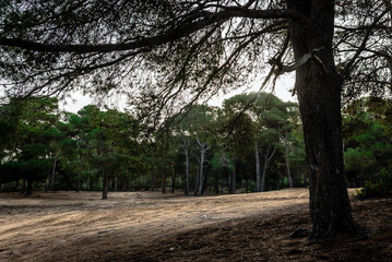 Obraz premium A magnificent view of a forest in the north of tunisia