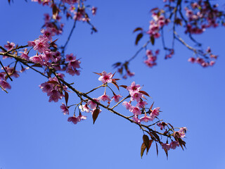 asia, blossom, plant, season, travel, tree, cover, horizontal, photography, tranquility, color image, full, hill, springtime, wallpaper, background, beautiful, bloom, chiang mai, forest, fresh, garden