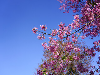 asia, blossom, plant, season, travel, tree, cover, horizontal, photography, tranquility, color image, full, hill, springtime, wallpaper, background, beautiful, bloom, chiang mai, forest, fresh, garden