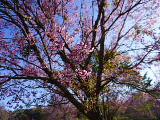 asia, blossom, plant, season, travel, tree, cover, horizontal, photography, tranquility, color image, full, hill, springtime, wallpaper, background, beautiful, bloom, chiang mai, forest, fresh, garden