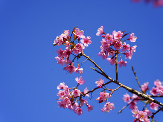 asia, blossom, plant, season, travel, tree, cover, horizontal, photography, tranquility, color image, full, hill, springtime, wallpaper, background, beautiful, bloom, chiang mai, forest, fresh, garden