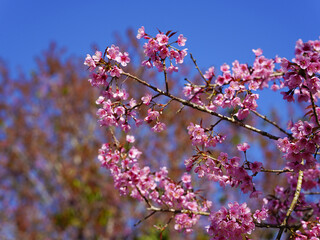 asia, blossom, plant, season, travel, tree, cover, horizontal, photography, tranquility, color image, full, hill, springtime, wallpaper, background, beautiful, bloom, chiang mai, forest, fresh, garden