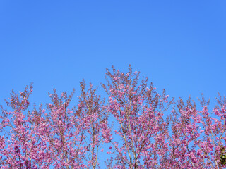 asia, blossom, plant, season, travel, tree, cover, horizontal, photography, tranquility, color image, full, hill, springtime, wallpaper, background, beautiful, bloom, chiang mai, forest, fresh, garden