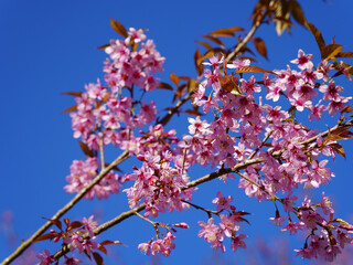 asia, blossom, plant, season, travel, tree, cover, horizontal, photography, tranquility, color image, full, hill, springtime, wallpaper, background, beautiful, bloom, chiang mai, forest, fresh, garden