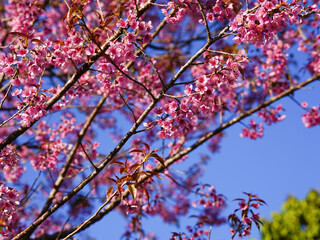 asia, blossom, plant, season, travel, tree, cover, horizontal, photography, tranquility, color image, full, hill, springtime, wallpaper, background, beautiful, bloom, chiang mai, forest, fresh, garden