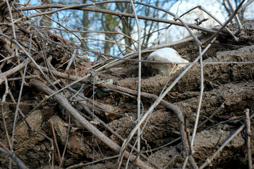 Nature reveals a hidden treasure among tangled roots and branches