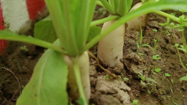 radish is a fast growing root vegetable thriving in well drained soil and adding a crisp peppery flavour to salads and dishes