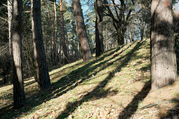 Sunlight filtering through trees on a tranquil forest slope