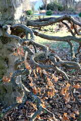 Twisting branches create a natural tapestry in a tranquil garden