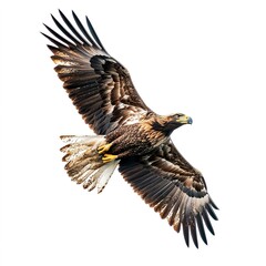 Obraz premium Large eagle is flying in the sky