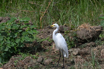 A beautiful little egret is seen standing on the banks of a wetland lake