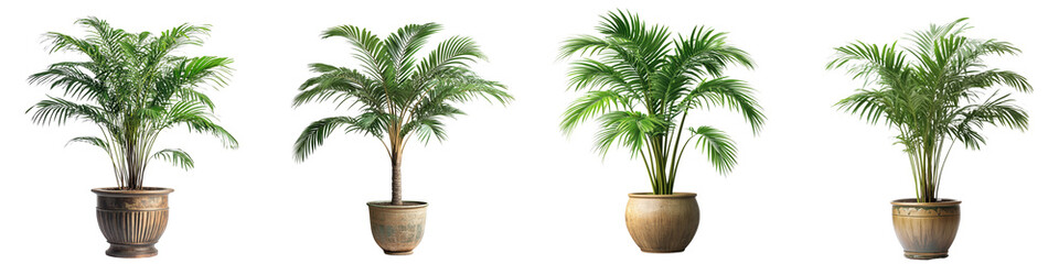 Obraz premium Set of a palm tree potted in a vintage-inspired pot isolated on transparent background