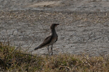 A beautiful oriental pratincole is seen standing on the dry filed of a wetland lake