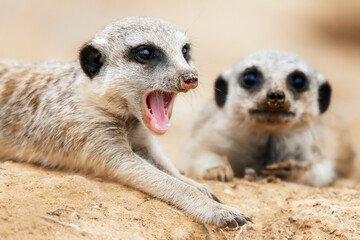 Suricate or meerkat (Suricata suricatta) detail portrait