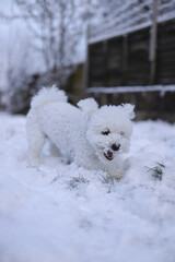 dog in snow