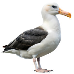 Fototapeta premium Majestic Albatross in Flight: A Stunning White Background Image for Design Projects bird ocean avian
