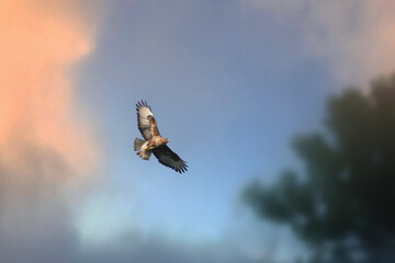 Majestic Bird of Prey Soaring Gracefully Across a Colorful Sky at Sunset                               