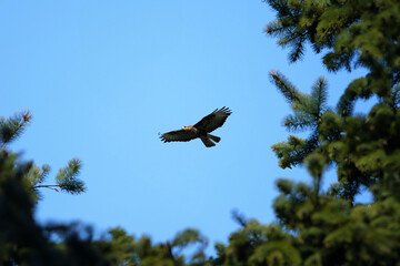 Majestic Bird of Prey Soaring Gracefully Across a Colorful Sky
