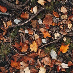 Fototapeta premium Autumn leaves and branches cover forest floor