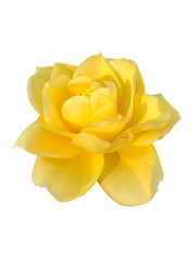 黄色いバラの花