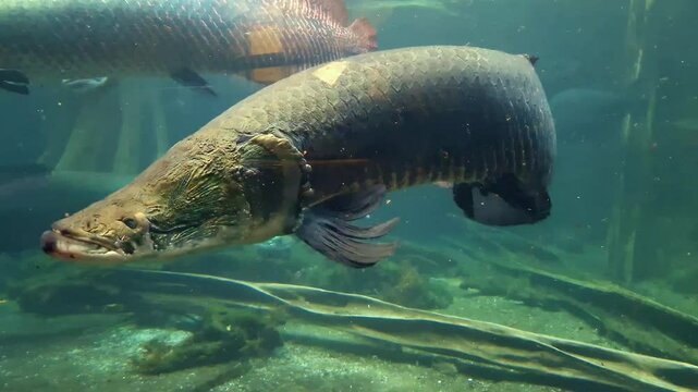 Arapaima or pirarucu, its scientific name is Arapaima gigas