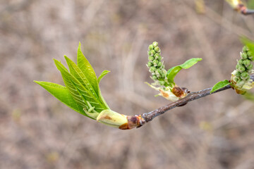 green branch of bird cherry in spring closeup