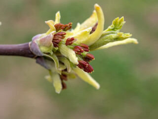 buds in spring close up