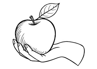 Hand drawn Fresh apple sketch style eco food vector illustration. Isolated drawing on white background.