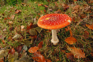 Vibrant Red Fly agaric Amanita muscaria Mushroom in Autumn Leaves