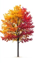 A tall tree with orange and red leaves