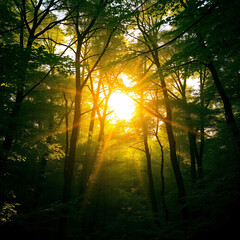 Obraz premium Sunlight Piercing the Woodland Canopy,Nature’s Dance of Light and Shade