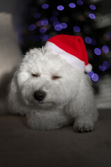 dog in santa hat