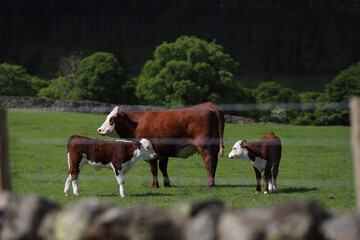 cows in the field
