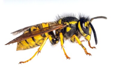 European common wasp German wasp Vespula Vulgaris