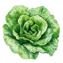 Vibrant Watercolor Illustration of Fresh Green Lettuce Representing Health and Nature