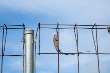Obraz premium Large chameleon resting on iron fence