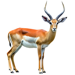 Fototapeta premium Elegant Antelope Silhouette: Isolated Wildlife Image, Perfect for Logo Design, Branding, and More! 