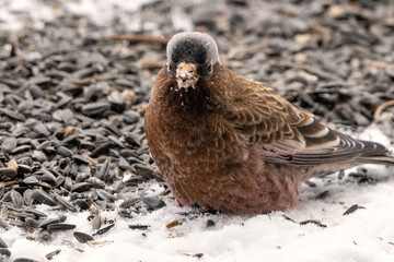 Gray-crowned Rosy-Finch (Leucosticte tephrocotis); Laramie, Wyoming