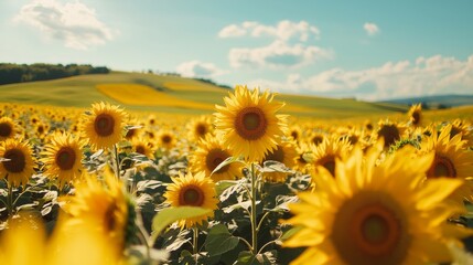 Obraz premium sunflower field in summer